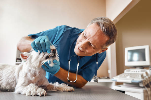 Best Broken or Cracked Tooth Emergency Dentist in Alton, TX